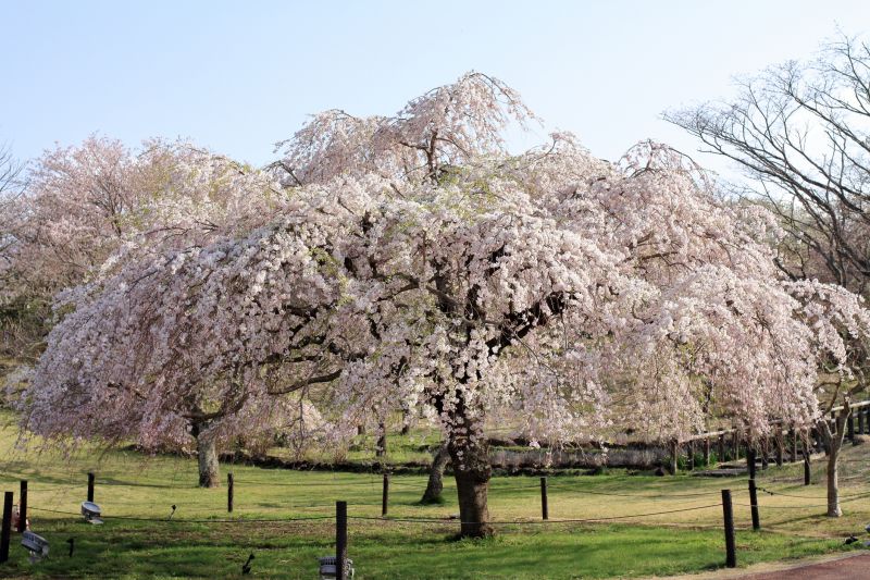 Cherry Blossom Planting