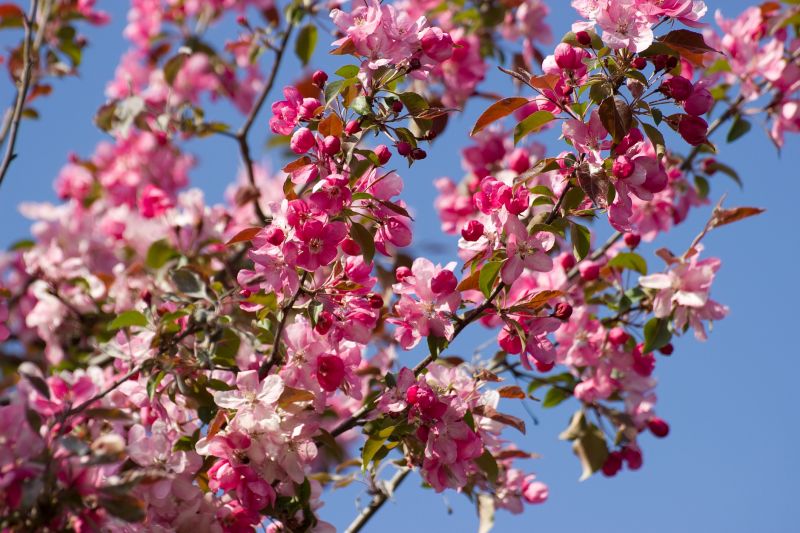 Cherry Blossom Planting