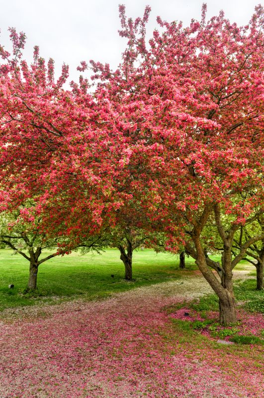 Cherry Blossom Planting detail