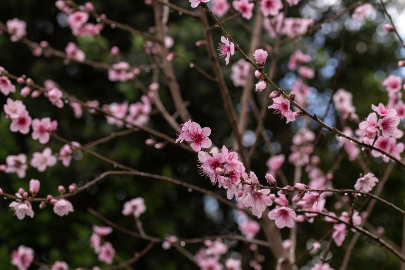 Cherry Blossom Planting detail